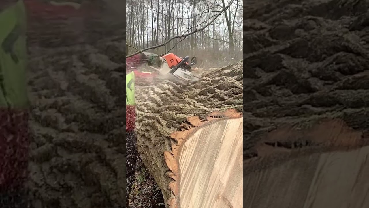 Entdecken Sie den MS500i mit 90 cm Schiene – Perfekt für die Forstwirtschaft 🌲