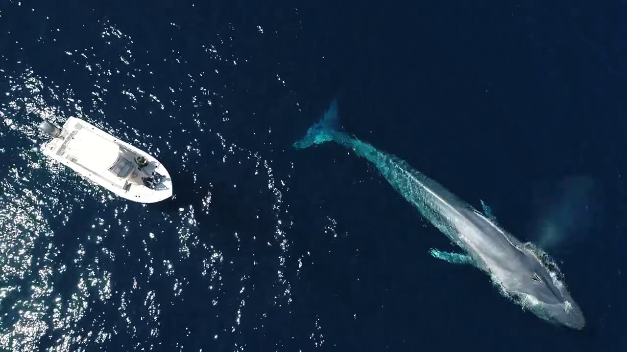2020 Whale Watching Documentary: A Year In My Life
