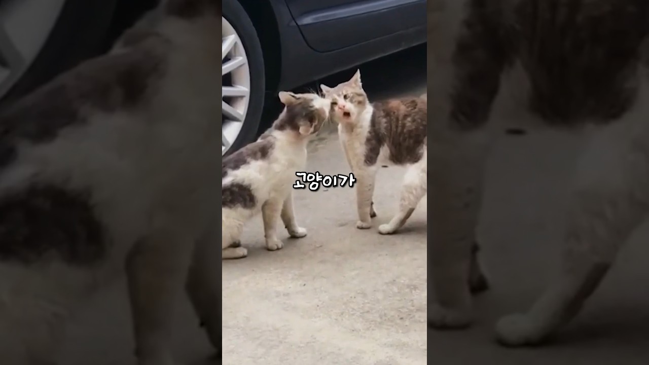고양이 화났을 때 단계별 행동 🐱