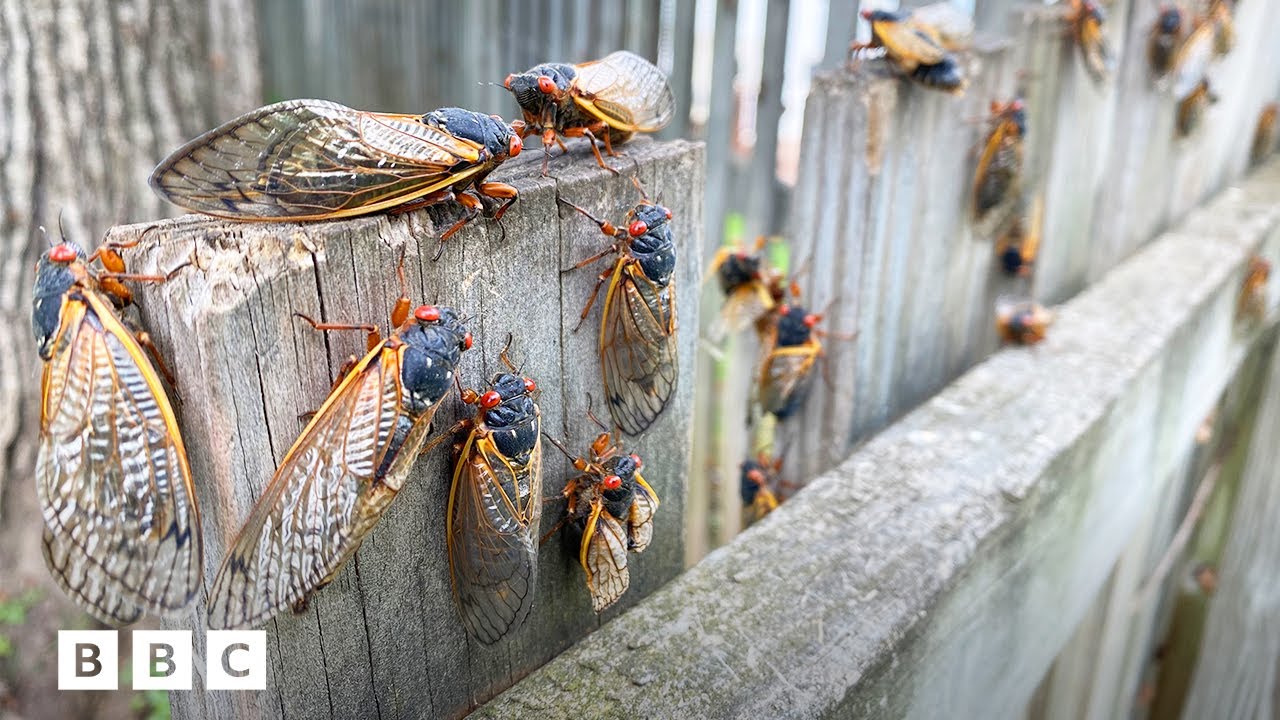 2024 Cicada Emergence: Rare and Mysterious 🐞
