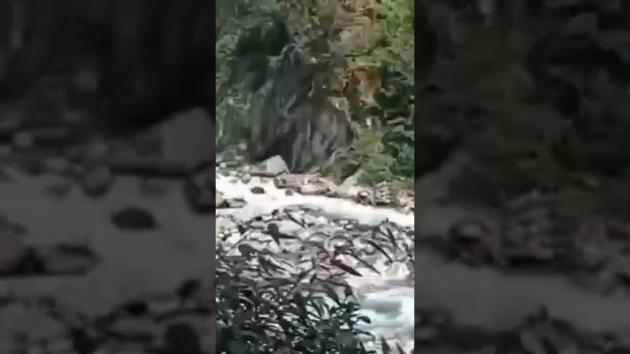 Captivating Scents of Gentle Breezes 🌬️ | Nature & Love Shorts