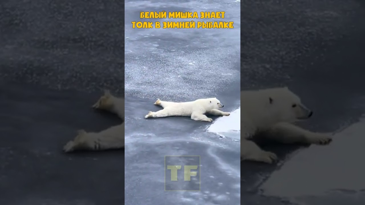 Умный Белый медведь и полезные гаджеты 🐻