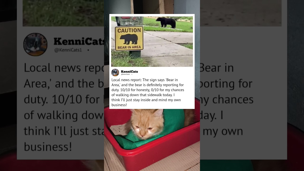 Local News Highlights π°