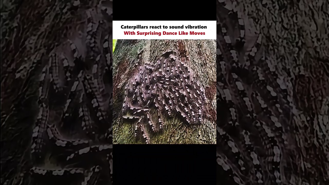 The Killer Caterpillar: Lonomia Obliqua 🐛