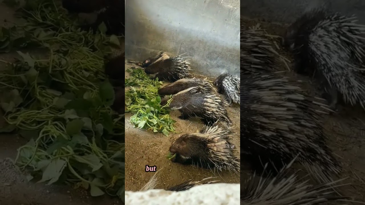 Porcupine Wonders: 5 Amazing Facts ๐ฆ