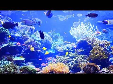 Aquarium magnifique + musique zen, relaxation, bien-être, relaxante' - Récifs de corail et poissons