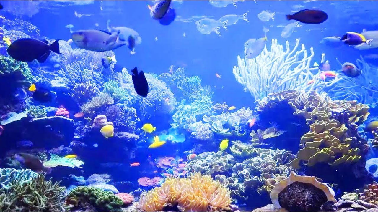 Aquarium Zen avec Poissons et Musique Relaxante 🎶