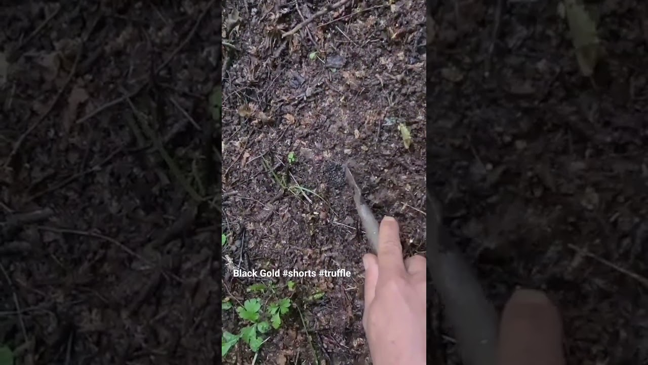 Learn Truffle Hunting in Nature 🌿