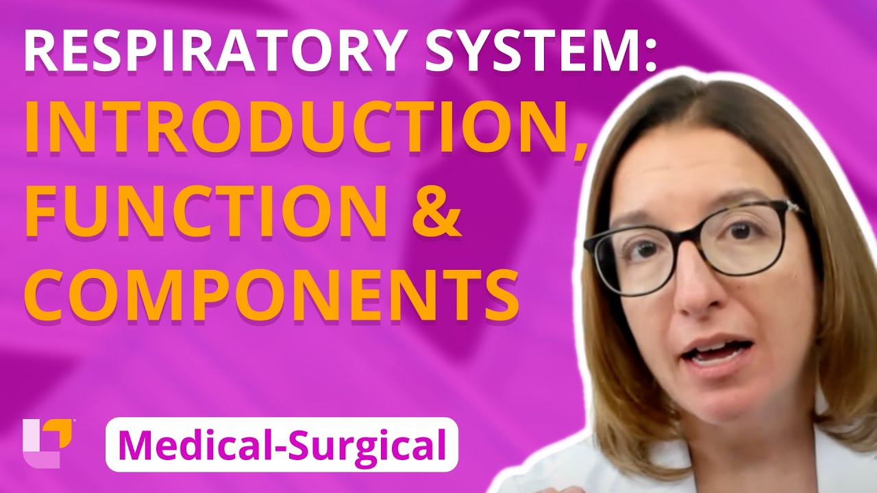 Respiratory System Overview: Function & Components 🫁