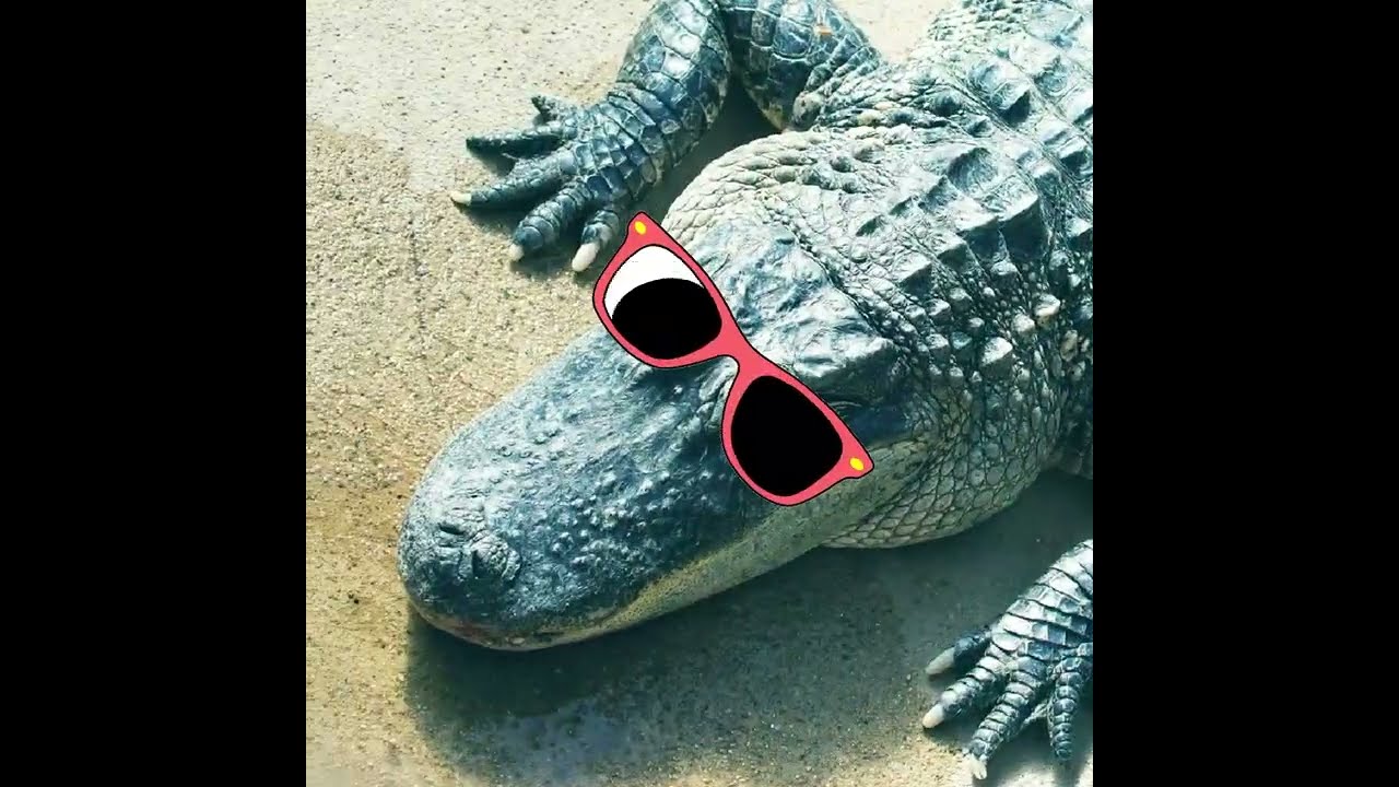 Alligator & Crocodile Song by Parry Gripp π