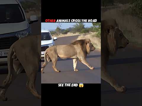 Tiger vs other animals#trending #animals #wildlife #shorts #youtube