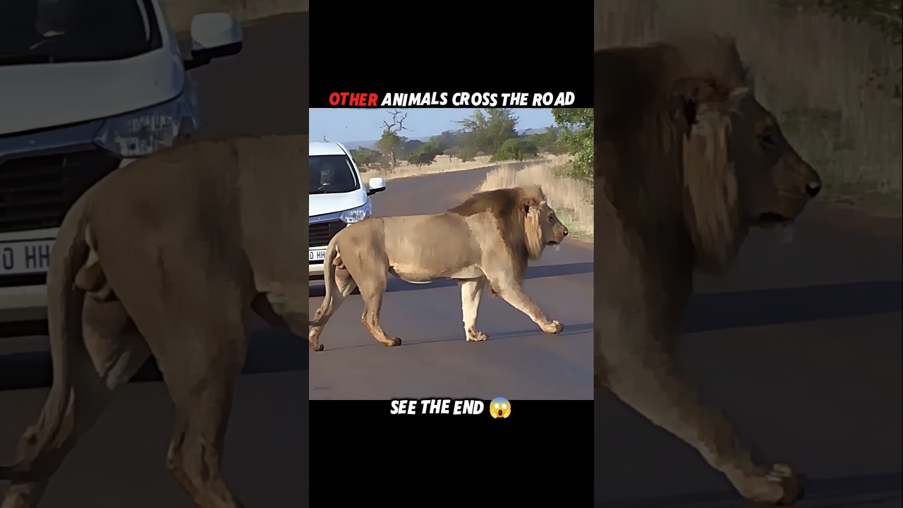 Tiger vs Other Animals 🐅 | Wildlife Encounters