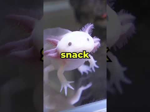 How Do I Feed My Axolotl? 🕵️‍♀️