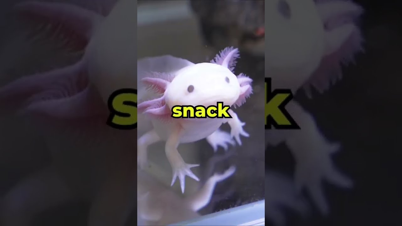 Feeding Your Axolotl: A Quick Guide 🐟
