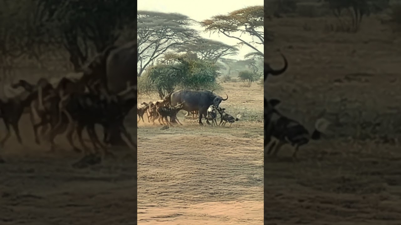 Buffalo Overwhelmed by Wild Dog Pack 🐾