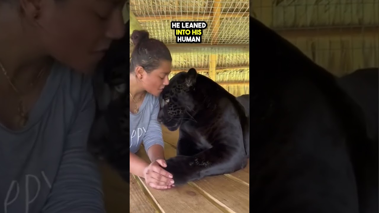 Girl Kisses Jaguar, Confuses the Big Cat 🐆