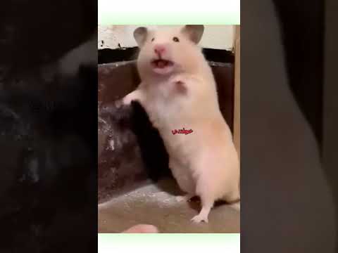 🗣️أفضل دوبلاج للحيوانات 😂 | #دبلجة_مضحكة #ضحك #اكسبلور #السعودية #my_kingo #كوميديا #دوبلاج #funny