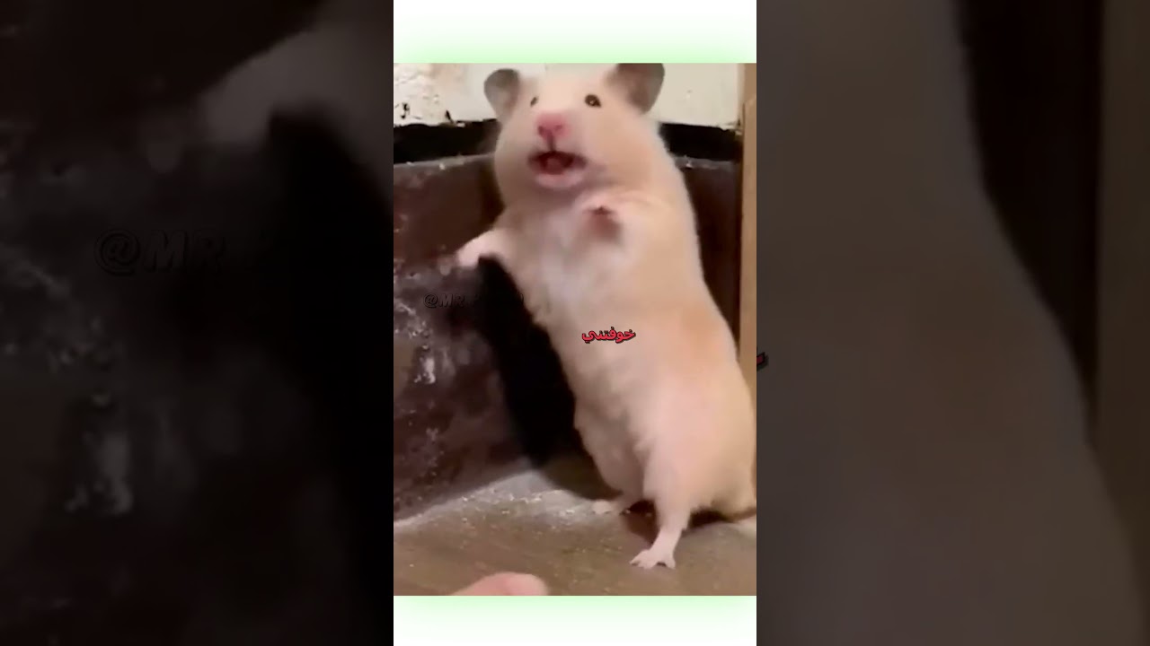 أفضل دوبلاج مضحك للحيوانات 😂 | كوميديا لا تُفوت!