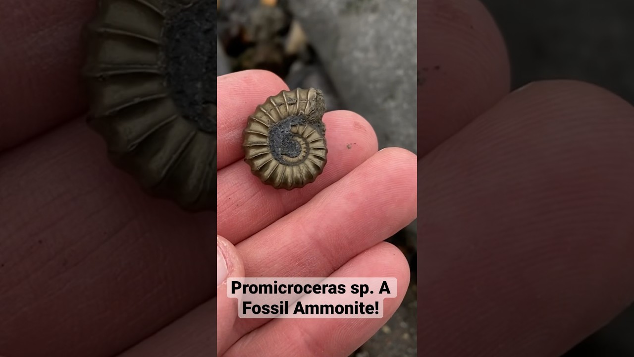 Amazing Find! Rare Golden Fossil Ammonite Discovered Easily 🐚