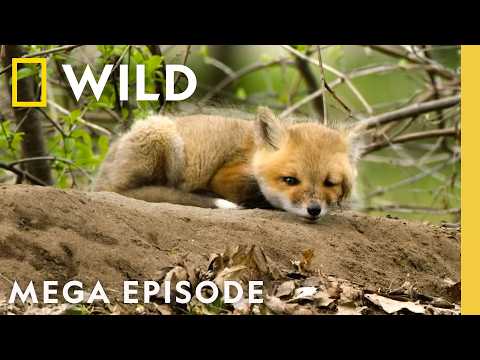 America the Beautiful: Landscape of Spectacle - MEGA EPISODE | Nat Geo Animals