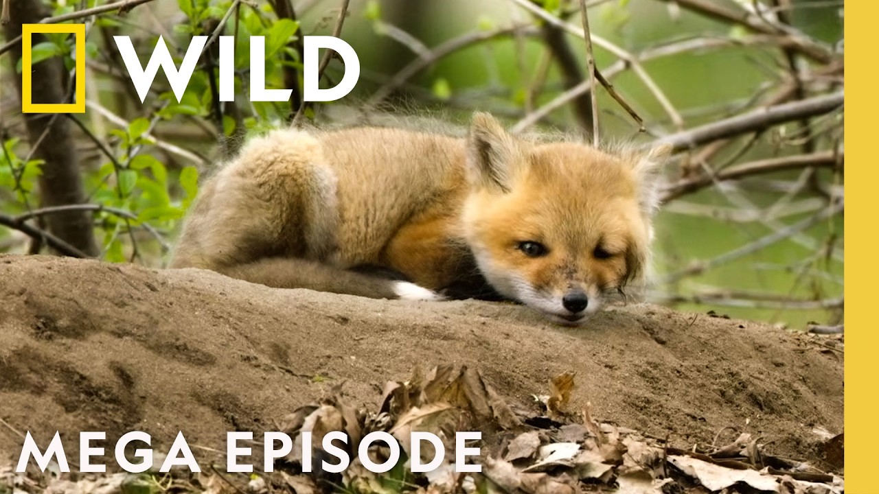 America the Beautiful: Landscape of Spectacle - MEGA EPISODE | Nat Geo Animals