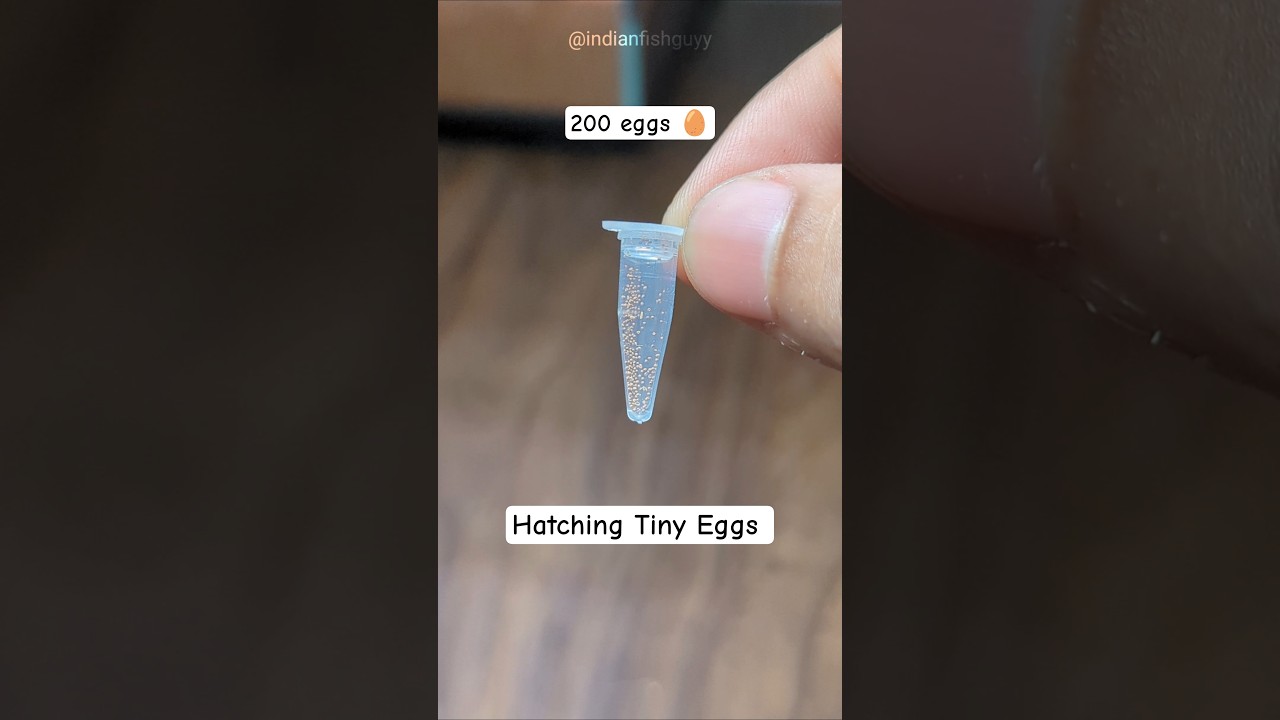 Watch Triops Eggs Hatch: Amazing Aquatic Pet Journey 🦐