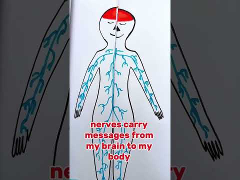 What’s Inside My Body? 🧩 Fun Learning for Kids