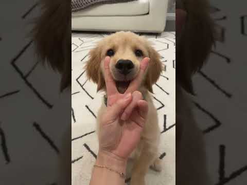 tricks I taught my 12 week old puppy #shorts