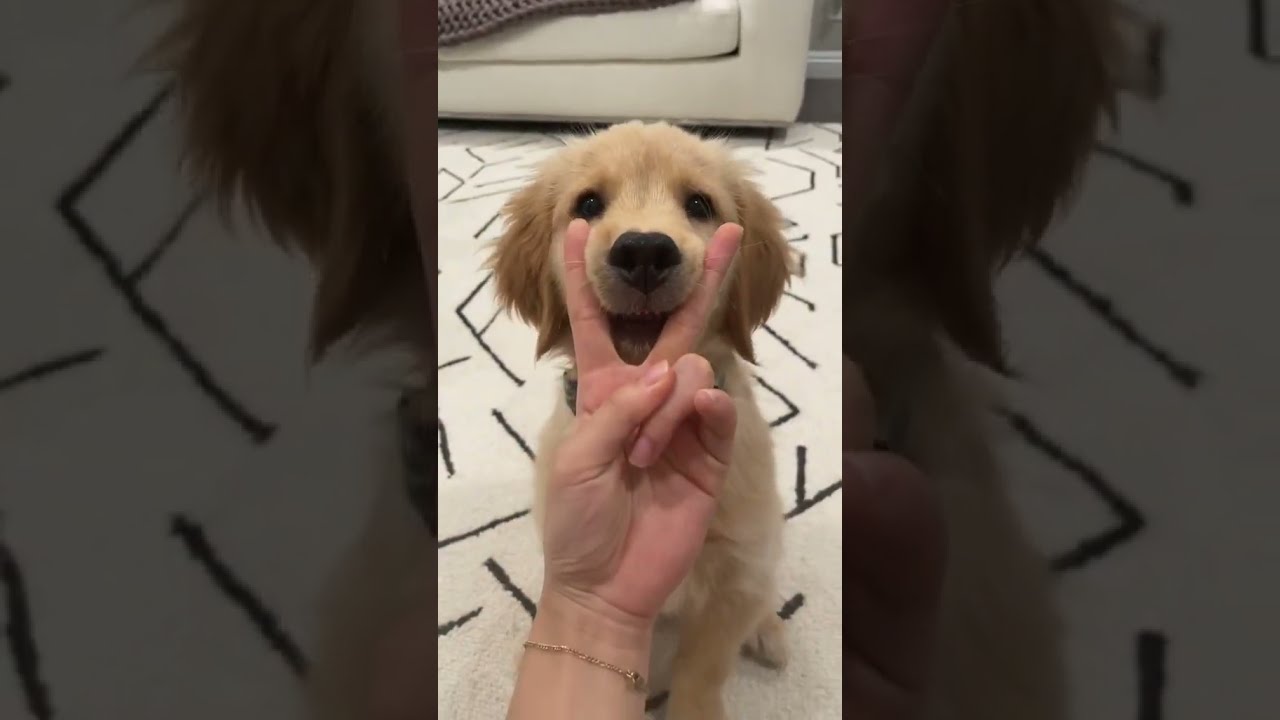 Amazing Tricks I Taught My 12-Week-Old Golden Retriever Puppy 🐶