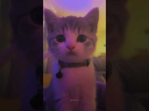 this cat got rizz..π© #shorts