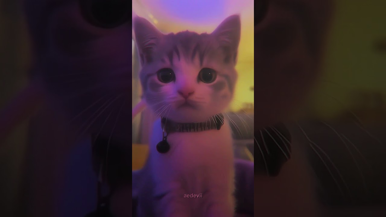 This Cat's Smooth Moves Will Make You Smile ๐น #Shorts