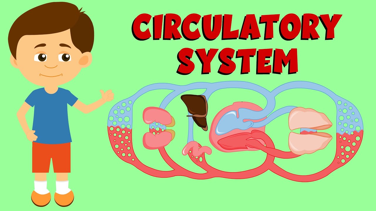 Circulatory & Cardiovascular System Overview 🩺