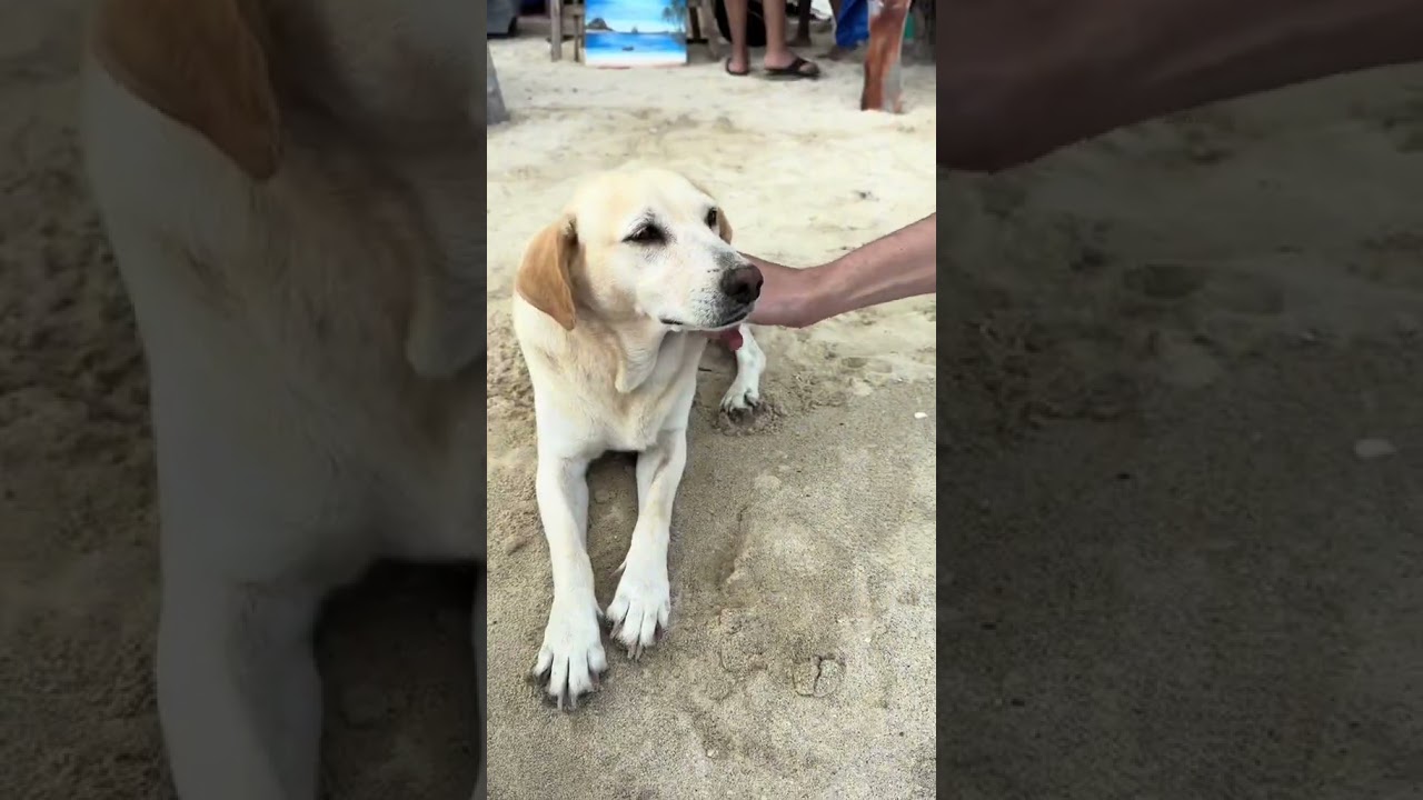 Explore Zanzibar: A 2024 Safari Adventure π