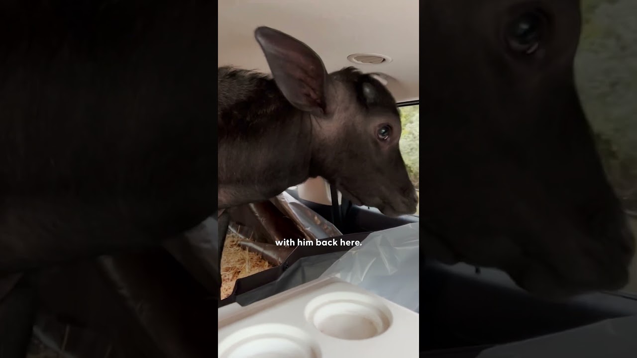 Baby Water Buffalo Calls Man 'Mommy' π