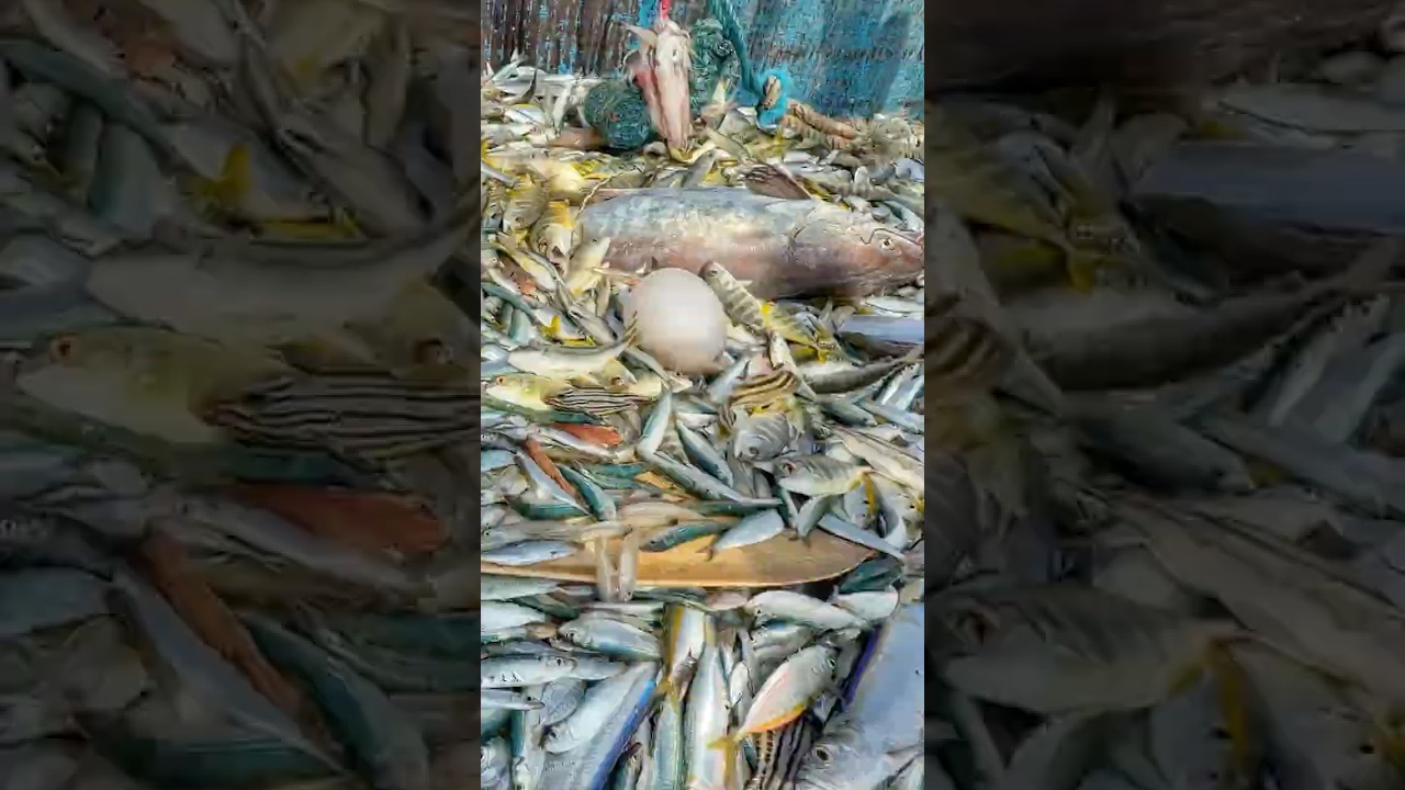 Deep Sea Jackpot: Big Catch Unexpectedly π£