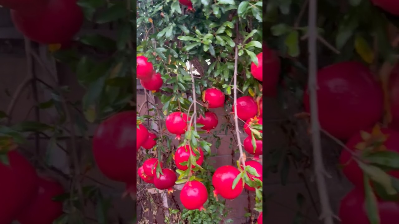 Innovative Pomegranate Farming & Harvest 2023 🍈