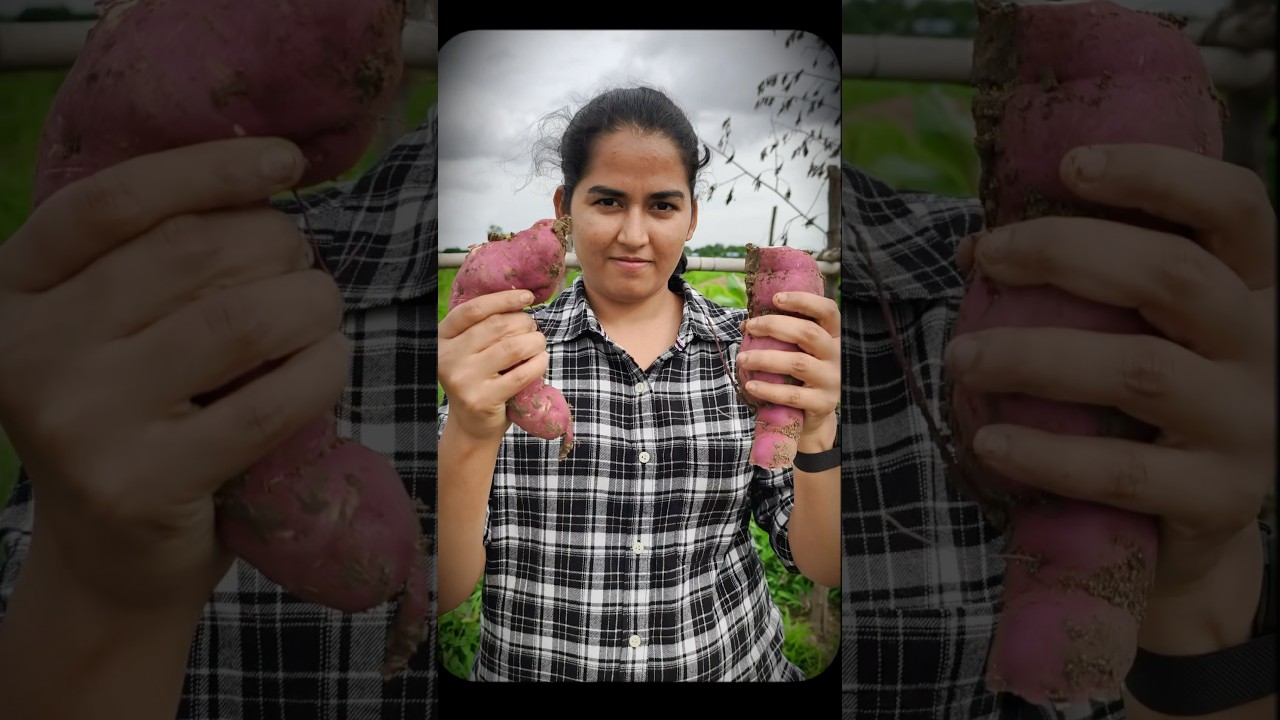Sweet Potato Harvest at Vaaradhi Farms 🌱
