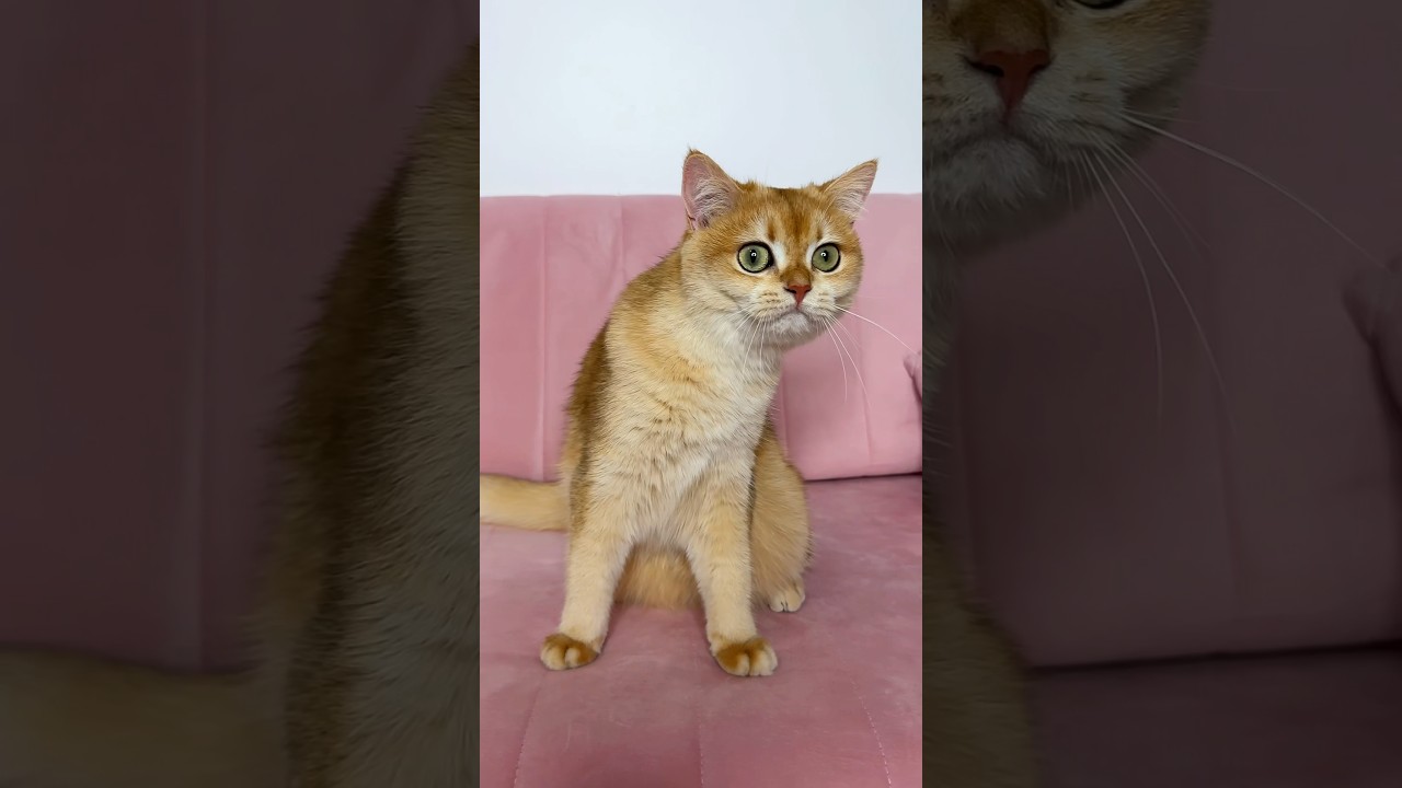 Nika's Favorite Chicken Dish 🍗