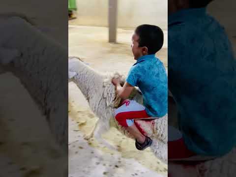 أسعار الكبش العيد لمقودين 🤪🐏🤪 #الجلفة #اكسبلور #سطايفي #تيك_توك #love #ترند #الكبش #العيد_الاضحى