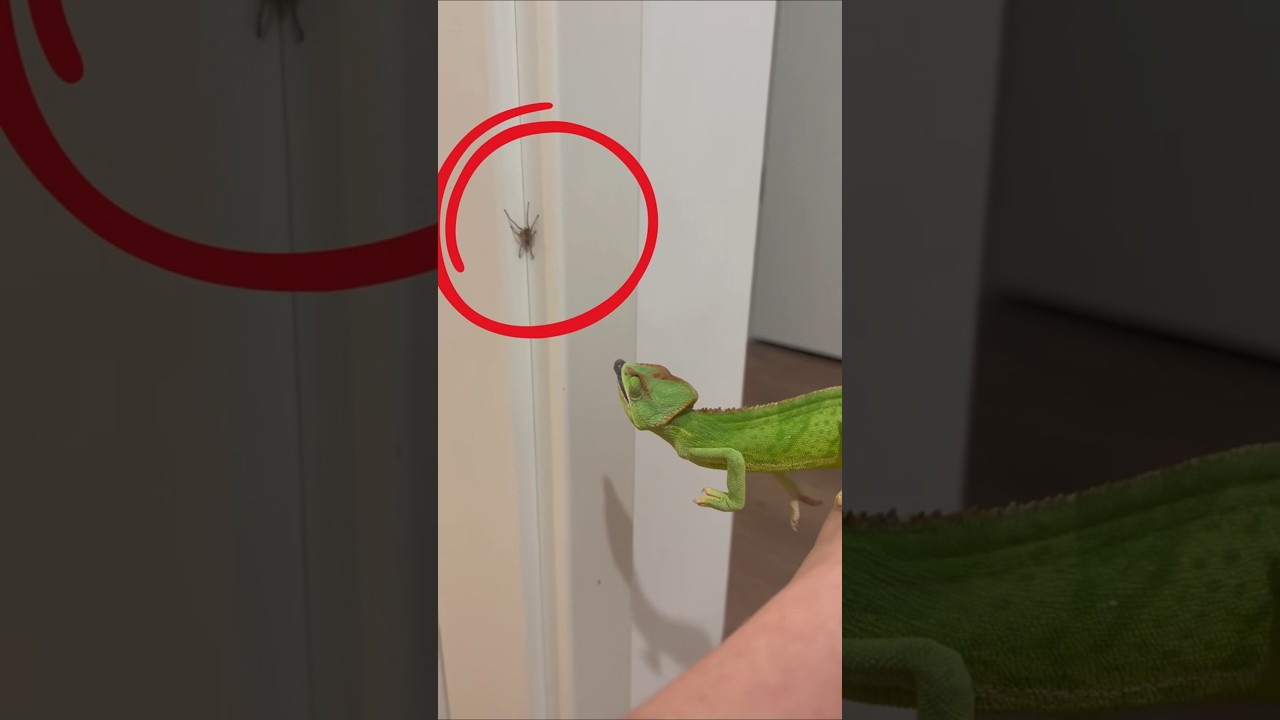 Chameleon's Super Tongue Explained 🦎