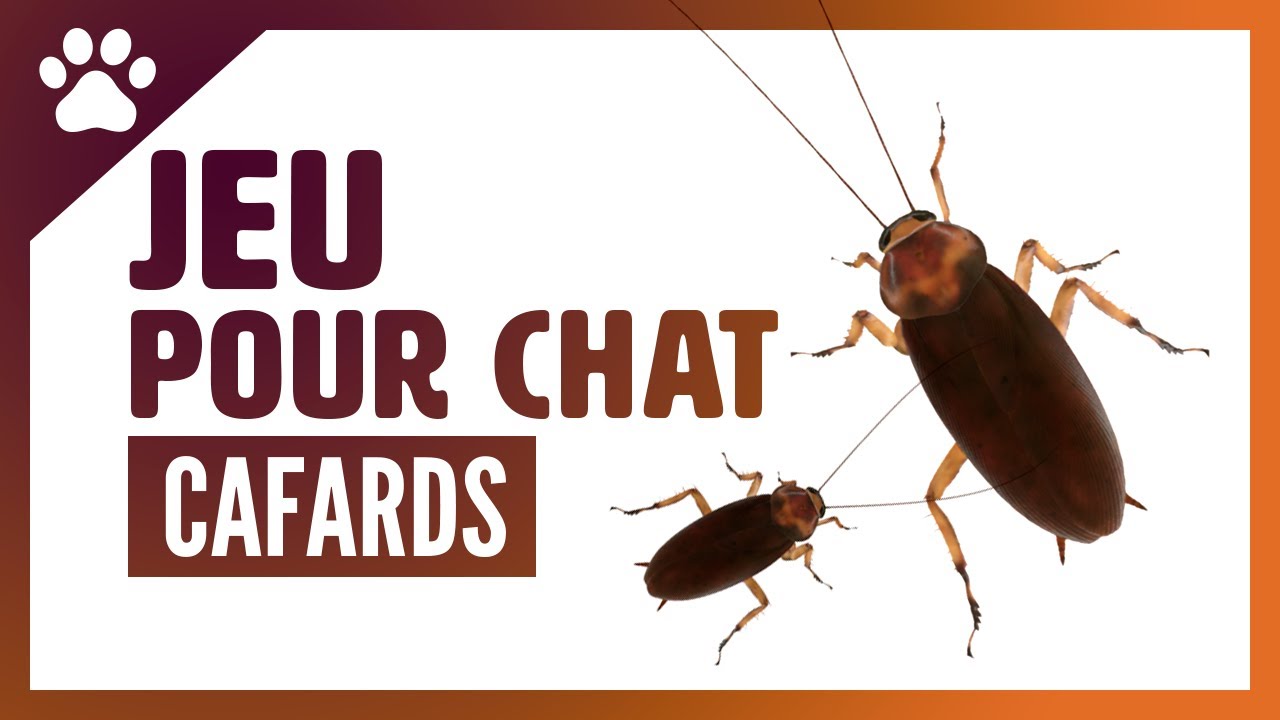 Cafards à l'écran! Jeux pour chat : les cafards, parfait pour amuser votre compagnon