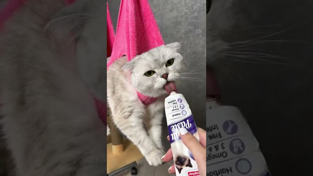 How to Trim Your Cat's Claws 🐾