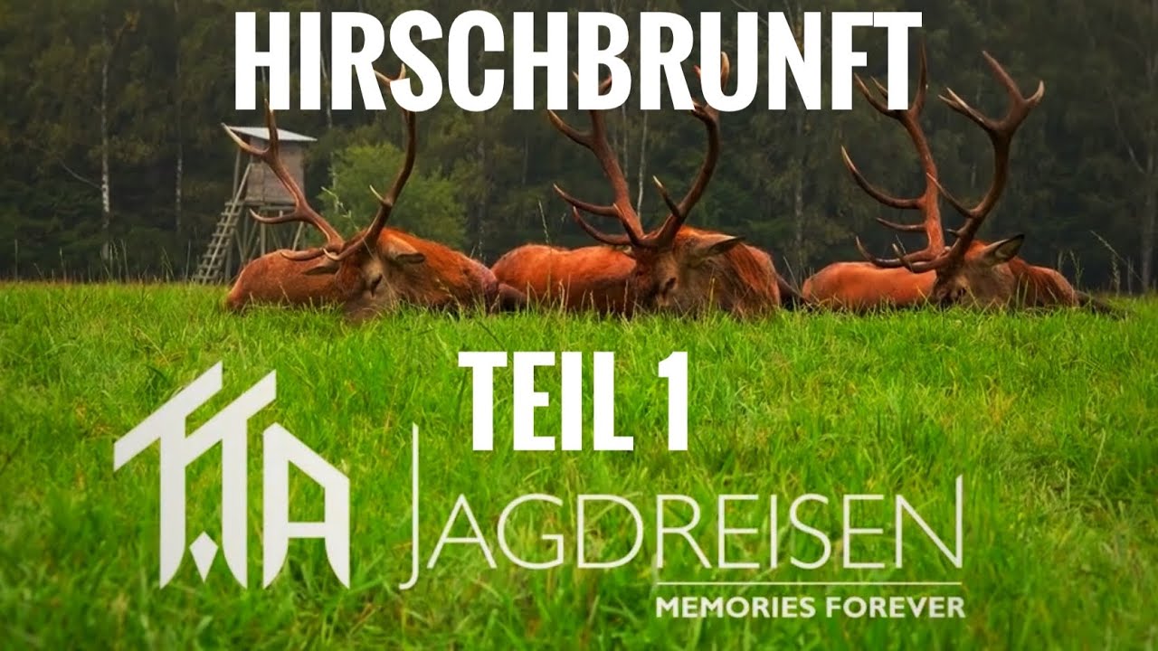 Rothirsch-Jagd in Polen: Atemberaubende Brunftmomente 🦌