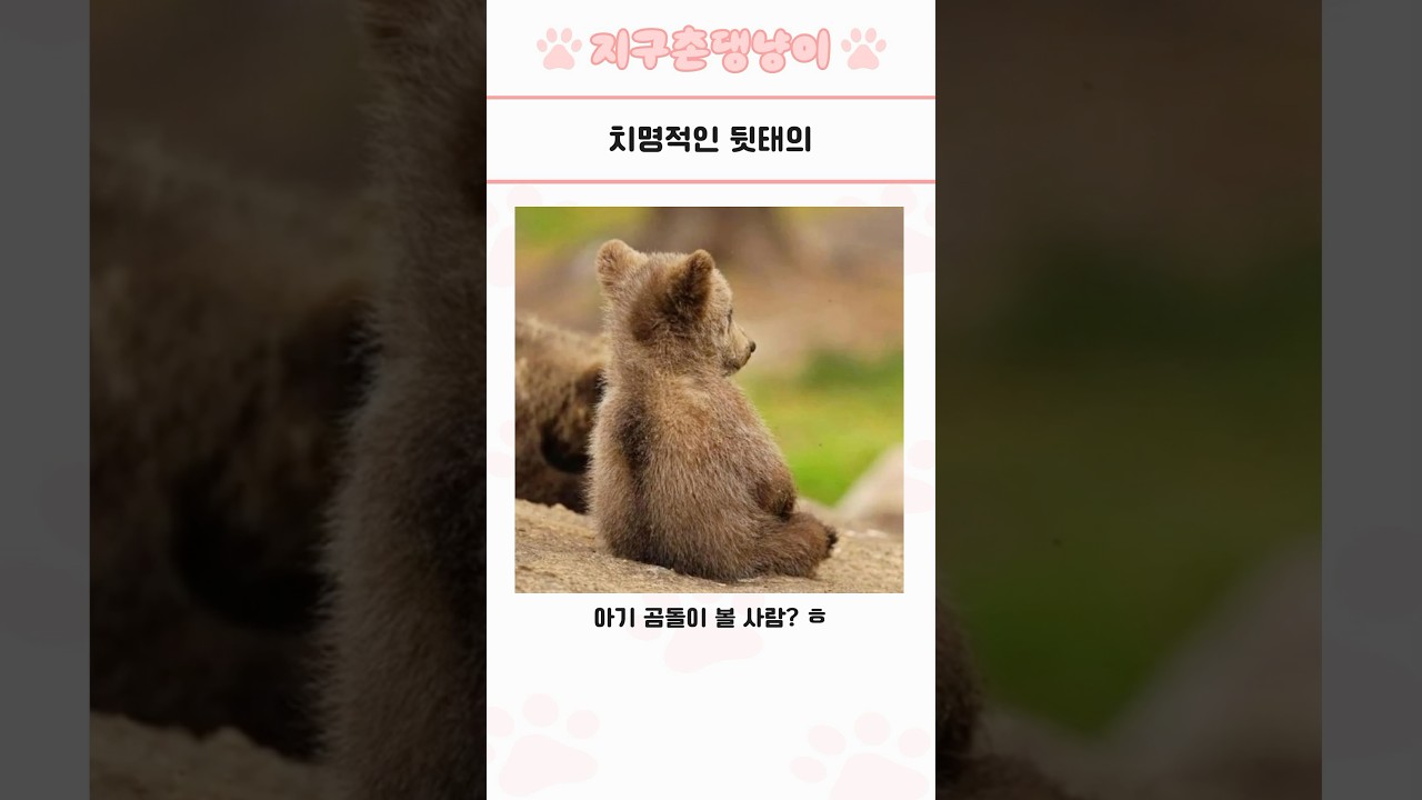 심쿵 유발 귀여운 동물 모음 125선 🐾