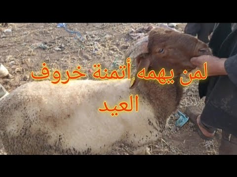 اتمنة خروف العيد بلأسواق المغربية لمن يهمه معرفة الأتمنة