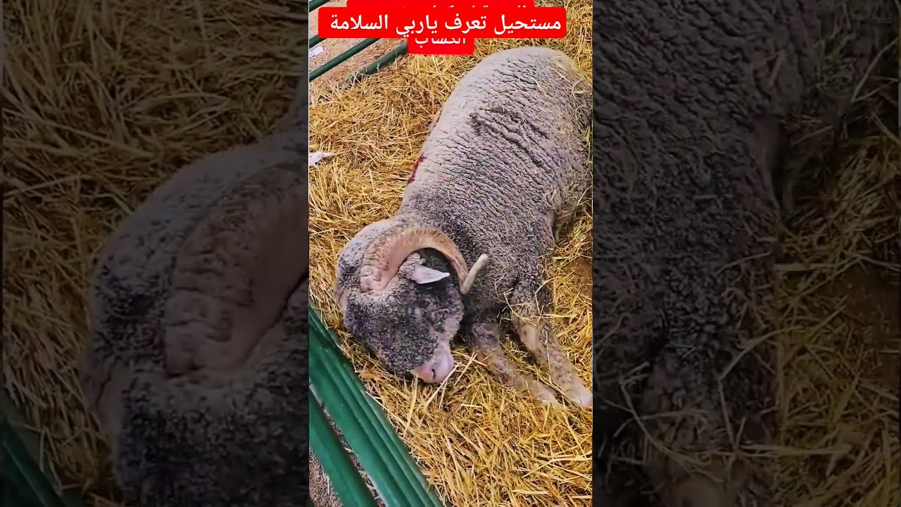 أغرب خروف وأضخم كبش عيد الأضحى 2025 في حولي: أسعار مميزة ⚖️