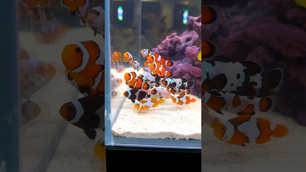 Stunning Designer Clownfish You Must See! π #Shorts