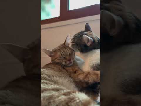 Когда мы в месте #музыкабезслов #романтическаямузыка #музыкадлядвоих #cat #красиваякошка #funny #моя