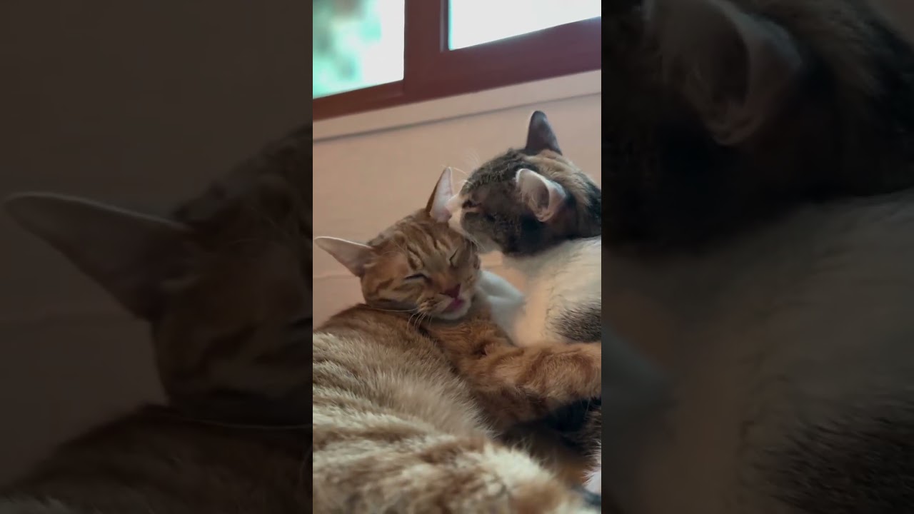 Романтическая музыка и коты для двоих 🎶🐱