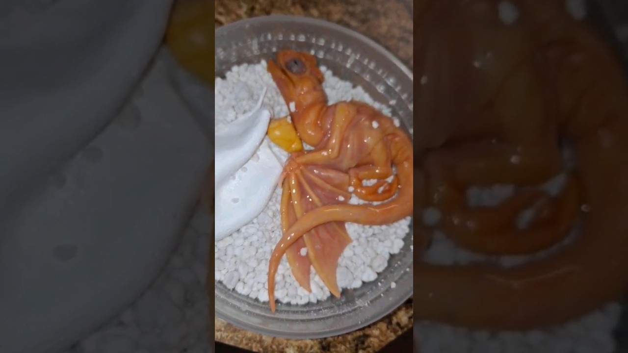 Dragon Egg Hatching: Creepy Reptile Creature 🐉